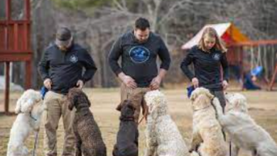 little angels service dogs